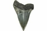 Fossil Broad-Toothed Mako Tooth - South Carolina #214664-1